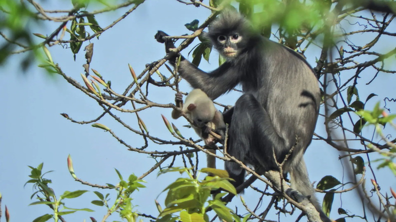 Adult female and juvenile Popa Langur (Trachypithecus popa) in the crater of Mount Popa, Myanmar